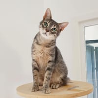 SMOOKY, chat à adopter