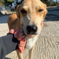 Tekkla, chien à adopter