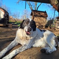 Tim, chien à adopter