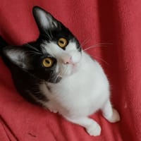 Annwyn, chatte à adopter