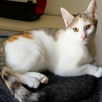 Amira, chatte à adopter