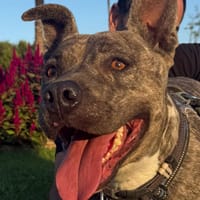 ELVIS (Amigos Peludos), chien à adopter