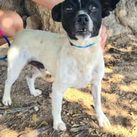 NERO (Maria), chien à adopter