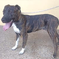 OLGA (Maria), chienne à adopter