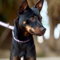 TWIGLET (Maria), chien à adopter