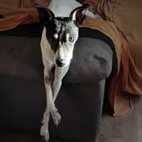 YAYO (Maria), chien à adopter