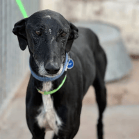 FARO, chien à adopter