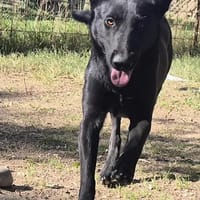 Vortex, chien à adopter