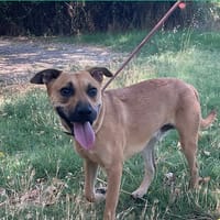 Pépito, chien à adopter