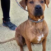 Nalla, chienne à adopter