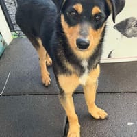 Kayamb, chien à adopter