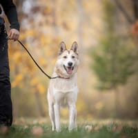 Xeno, pies do adopcji