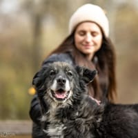 Max, pies do adopcji