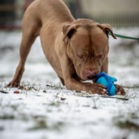 Mike vel. Pępuszek, pies do adopcji