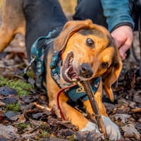 Volt, pies do adopcji