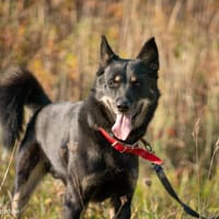 Guinness, pies do adopcji