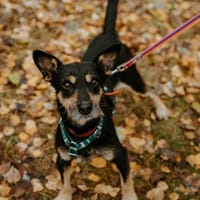 Sid, pies do adopcji