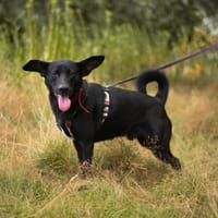 Peso, pies do adopcji