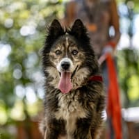 Runo, pies do adopcji