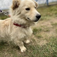 Max, pies do adopcji