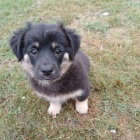 💕Viola💕sucht ihre Menschen🐾💕🍀, Hündin zur Adoption