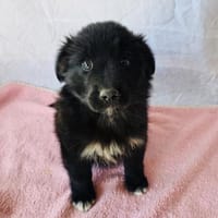 Eva sucht ein Zuhause, Hündin zur Adoption