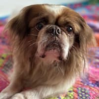 Jonny  liebevoller Senior, Hund zur Adoption