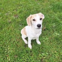 🐶 Buddy  5 Monate  Beagle-Mix-Bub, Hund zur Adoption
