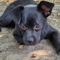 Móricz  9 Monate Mischling, Hund zur Adoption