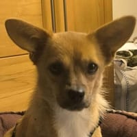PAULINCHEN süßes Hundemädchen, Hund zur Adoption