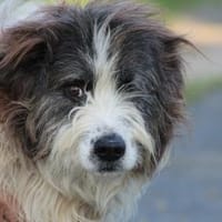 Kyreo - verschmust u. sehr lieb, Hund zur Adoption