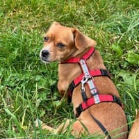 Alma sucht ein Zuhause, Hündin zur Adoption