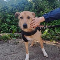 Sanfte Sissy, Hündin zur Adoption