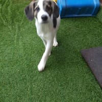 🐶 Snoopy  5 Monate  Beagle-Mix-Bub, Hund zur Adoption