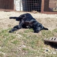 Pino - sanfter Rüde sucht Zuhause, Hund zur Adoption