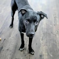 MIRA❤ Auf der Suche nach einem Zuhause, Hündin zur Adoption