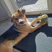 Entdeckerin Danesa sucht ihr Zuhause, Hündin zur Adoption