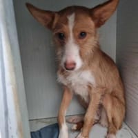 Hübsche Gabriela, Hündin zur Adoption