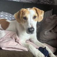 METTI SUCHT IHR TRAUMZUHAUSE, Hündin zur Adoption