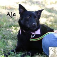Aja, kleine Pfoten, großes Vertrauen..., Hündin zur Adoption