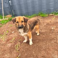 Kuschelmaus Sheilah sucht ihr Familie 🥰, Hündin zur Adoption