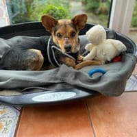Nacho - kleiner Schelm mit Herz...., Hund zur Adoption