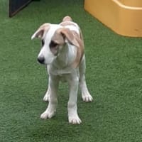 🐶 Cooper  5 Monate Beagle-Mix, Hund zur Adoption