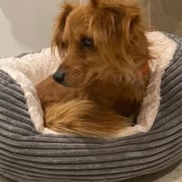 Tilo💙 kleiner Kämpfer sucht großes Herz, Hund zur Adoption