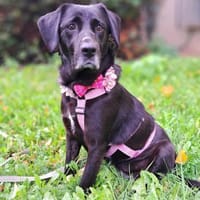 Mazie - absolute Familienhündin, Hündin zur Adoption