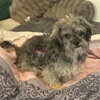 Joline - kleine Hundedame, Hündin zur Adoption