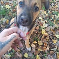 Lieber LIAM sucht sein Endzuhause, Hund zur Adoption