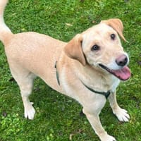 Lilly  eine Seele von Hund, Hündin zur Adoption