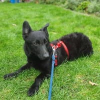 Lieber LENNI sucht Für-Immer-Zuhause, Hund zur Adoption