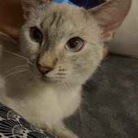 Wunderschöne Bonnie 💕, Katze zur Adoption